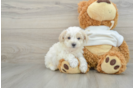 Best Maltipoo Baby