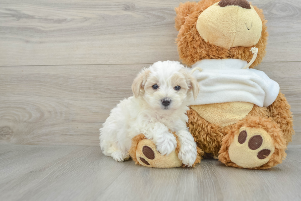 Best Maltipoo Baby