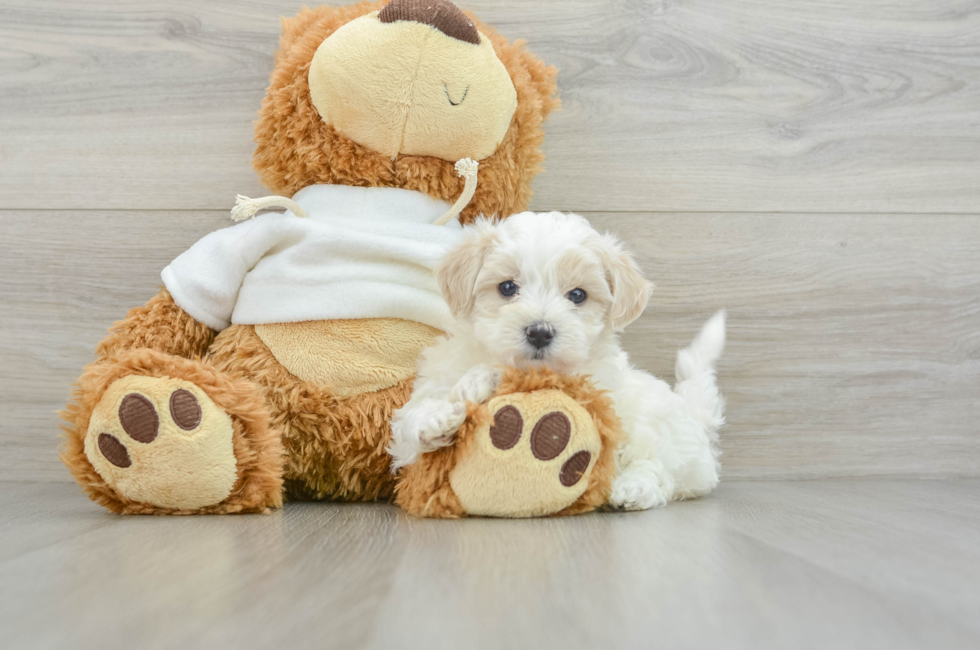 7 week old Maltipoo Puppy For Sale - Premier Pups