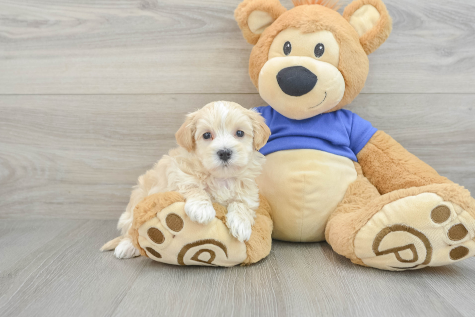 Funny Maltipoo Poodle Mix Pup