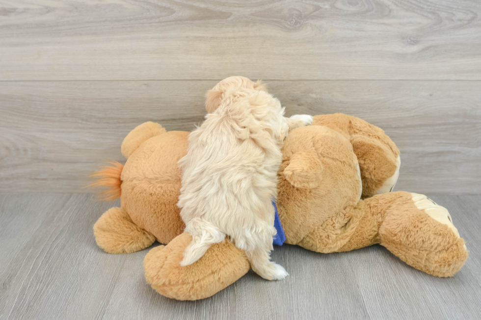 Smart Maltipoo Poodle Mix Pup