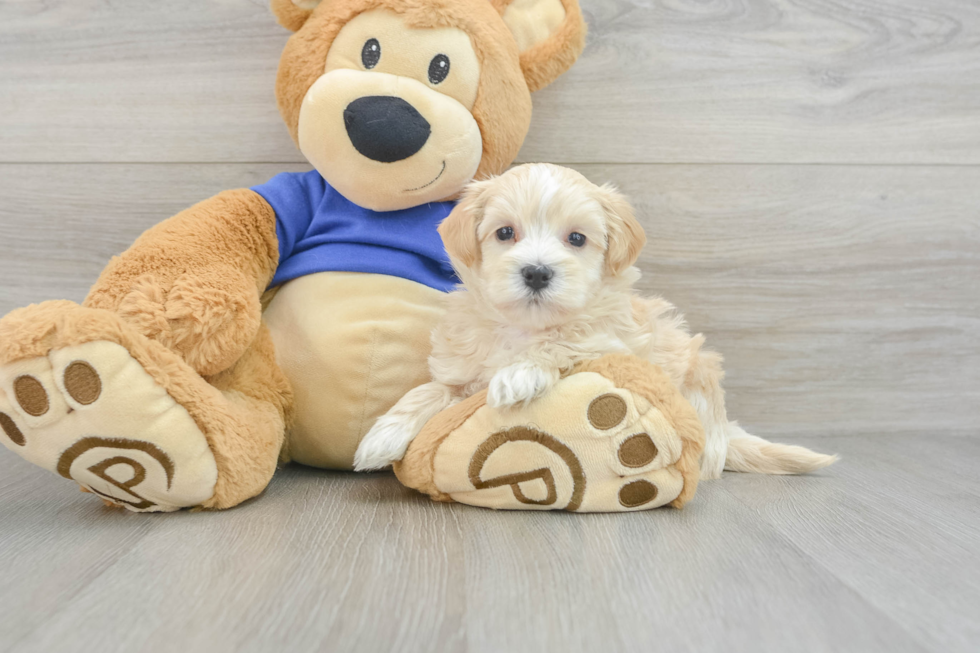 Adorable Malt Oodle Poodle Mix Puppy