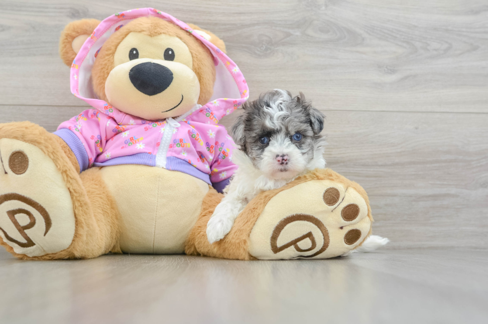 6 week old Maltipoo Puppy For Sale - Premier Pups