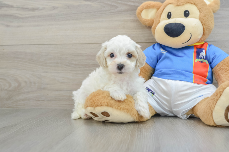 Meet Pikachu - our Maltipoo Puppy Photo 1/3 - Premier Pups