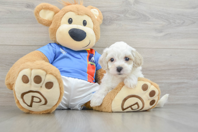 Meet Pikachu - our Maltipoo Puppy Photo 3/3 - Premier Pups