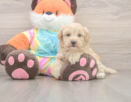 8 week old Maltipoo Puppy For Sale - Premier Pups
