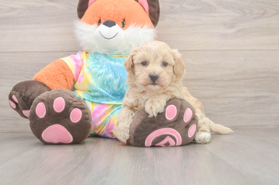 5 week old Maltipoo Puppy For Sale - Premier Pups
