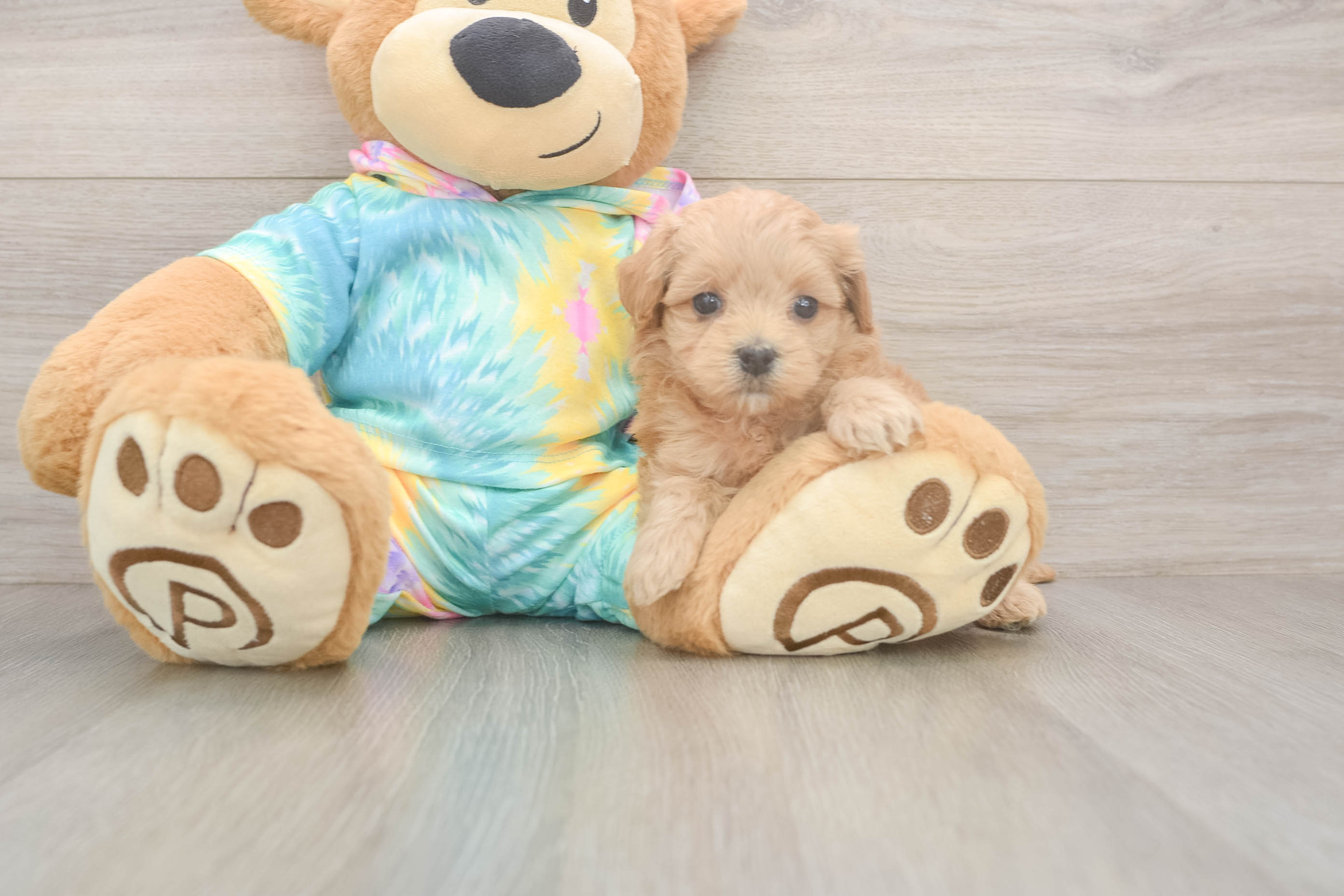 Maltipoo Puppy for Adoption