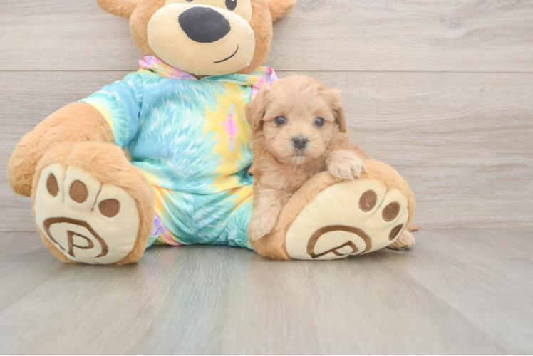 Maltipoo Puppy for Adoption