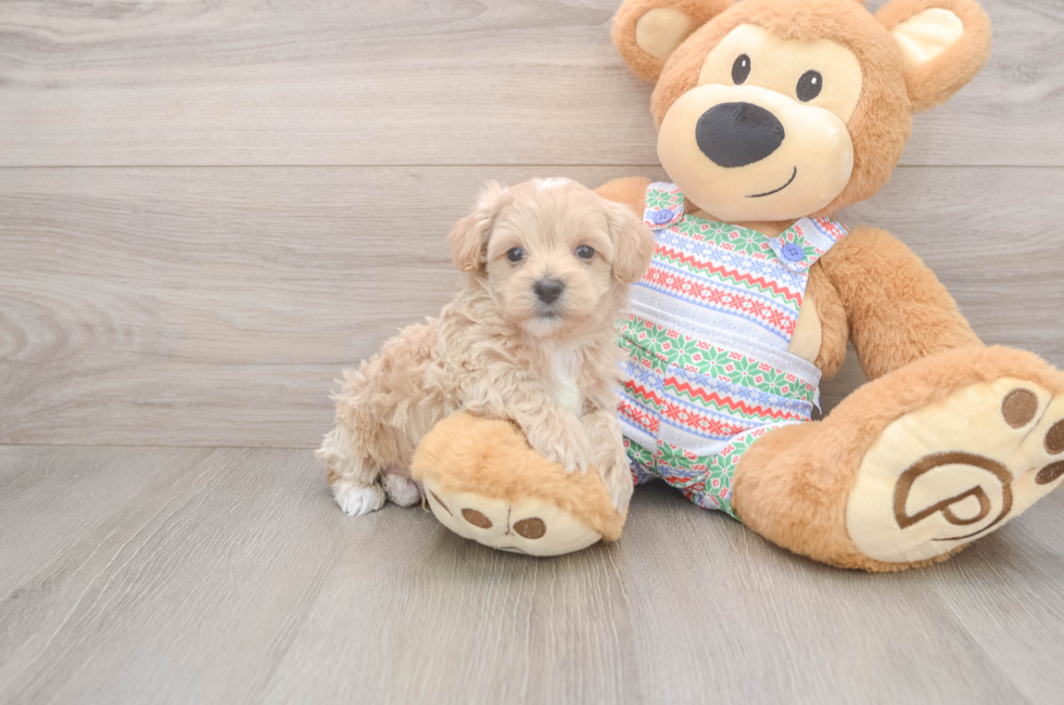 5 week old Maltipoo Puppy For Sale - Premier Pups