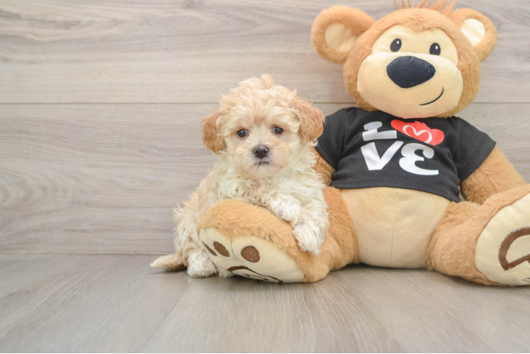 Hypoallergenic Moodle Poodle Mix Puppy