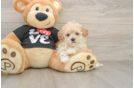 Maltipoo Pup Being Cute