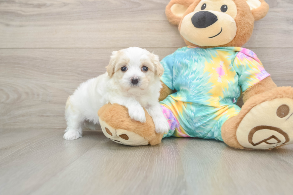 Friendly Maltipoo Baby