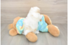 Smart Maltipoo Poodle Mix Pup