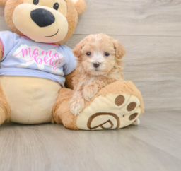 6 week old Maltipoo Puppy For Sale - Premier Pups