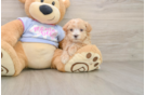 Best Maltipoo Baby