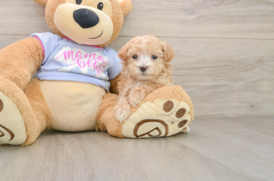 Best Maltipoo Baby