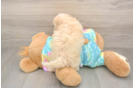 Maltipoo Puppy for Adoption