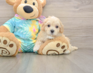 7 week old Maltipoo Puppy For Sale - Premier Pups