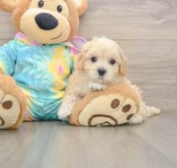 7 week old Maltipoo Puppy For Sale - Premier Pups