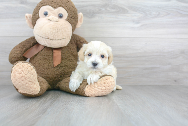 Playful Maltepoo Poodle Mix Puppy