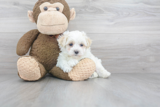 Little Maltese Poodle Poodle Mix Puppy