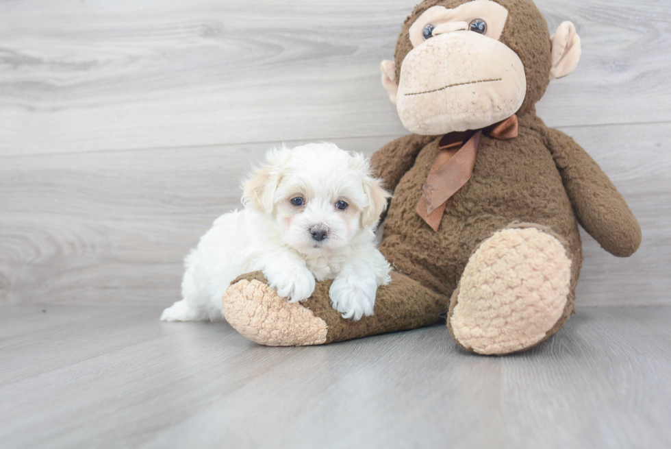 Best Maltipoo Baby