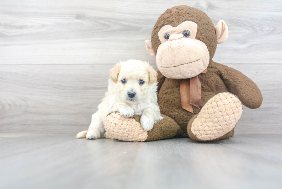 Maltipoo Pup Being Cute