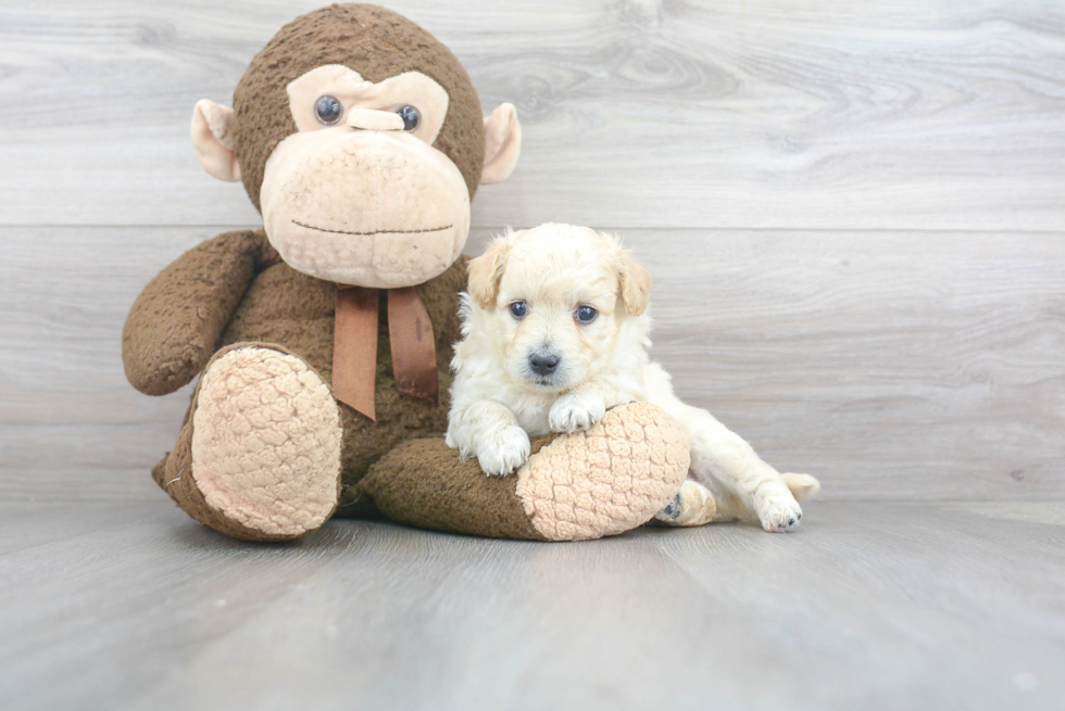 Happy Maltipoo Baby