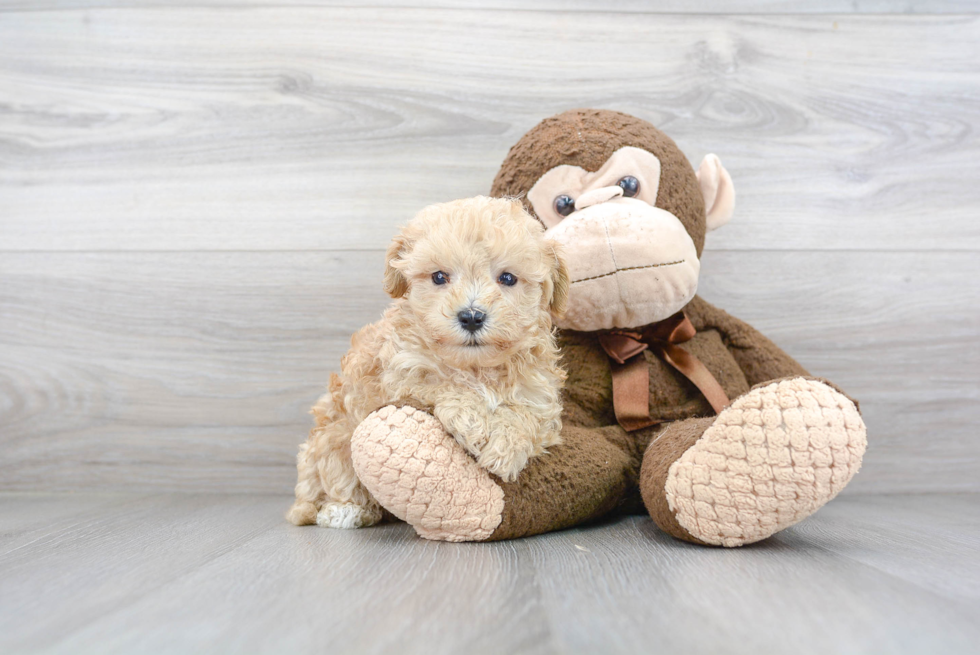 Maltipoo Puppy for Adoption