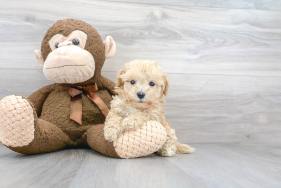 Funny Maltipoo Poodle Mix Pup