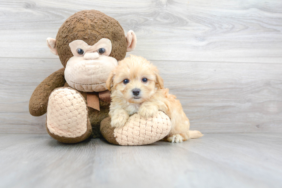 Hypoallergenic Maltepoo Poodle Mix Puppy