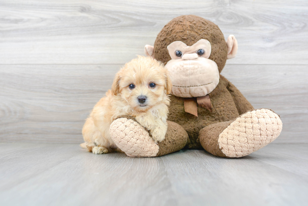 Friendly Maltipoo Baby