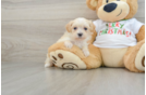 Best Maltipoo Baby