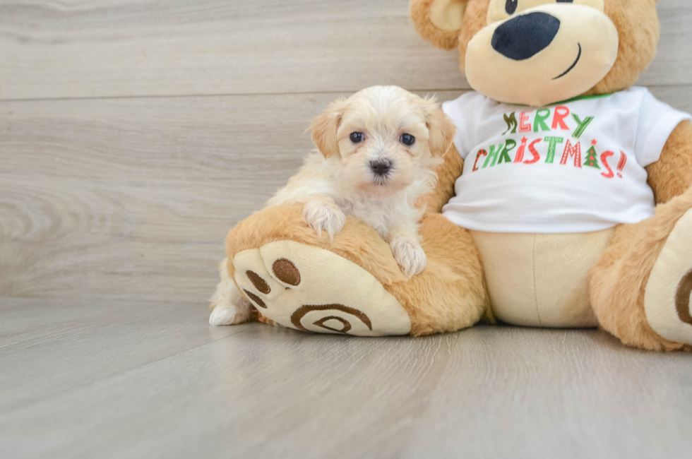 6 week old Maltipoo Puppy For Sale - Premier Pups