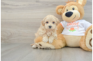 Maltipoo Puppy for Adoption