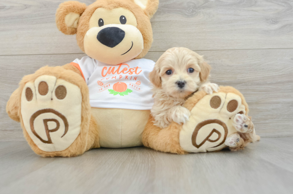 6 week old Maltipoo Puppy For Sale - Premier Pups