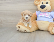 8 week old Maltipoo Puppy For Sale - Premier Pups