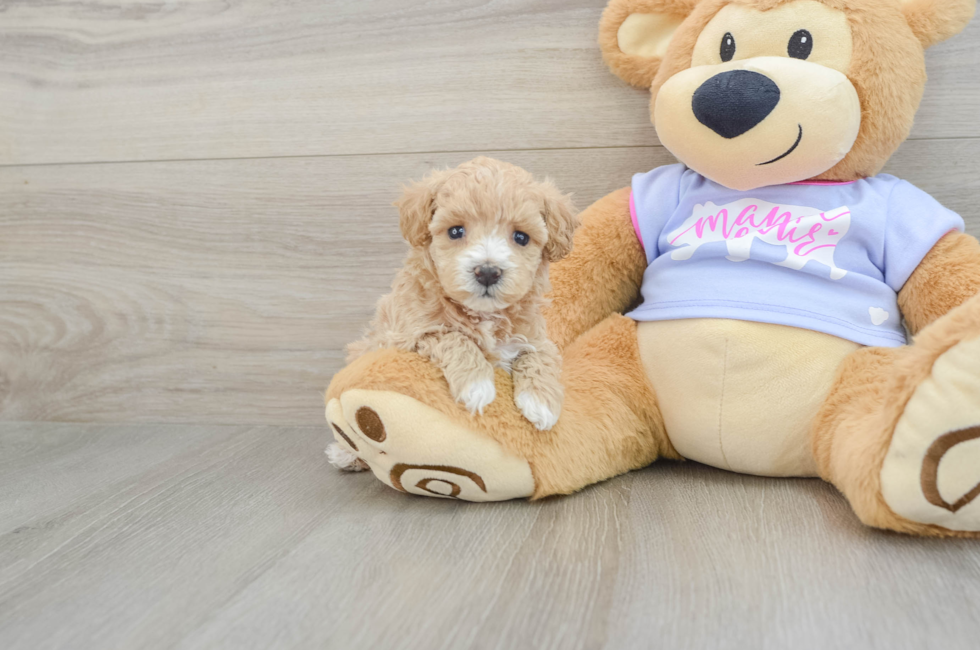 5 week old Maltipoo Puppy For Sale - Premier Pups