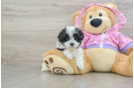 Maltipoo Pup Being Cute