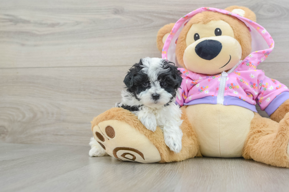 6 week old Maltipoo Puppy For Sale - Premier Pups