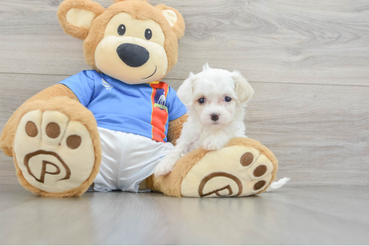 Maltipoo Pup Being Cute