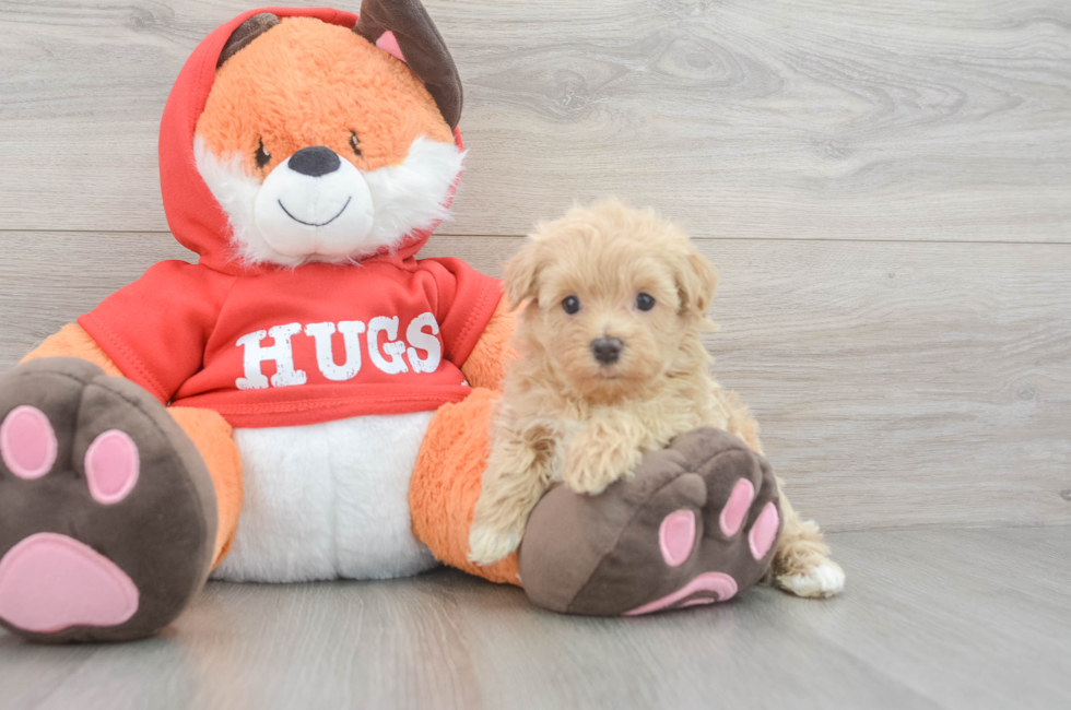 5 week old Maltipoo Puppy For Sale - Premier Pups