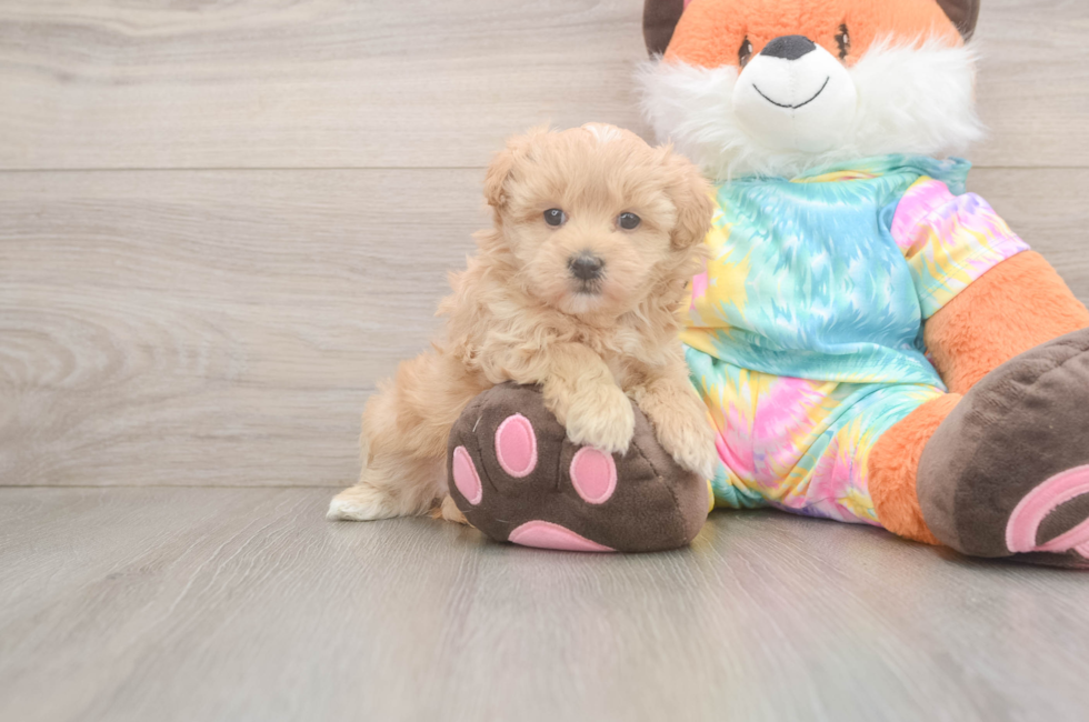 5 week old Maltipoo Puppy For Sale - Premier Pups