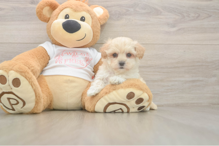 Maltipoo Puppy for Adoption