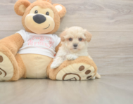 7 week old Maltipoo Puppy For Sale - Premier Pups
