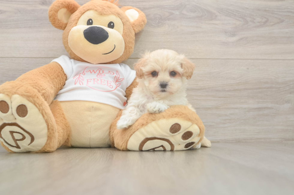 5 week old Maltipoo Puppy For Sale - Premier Pups