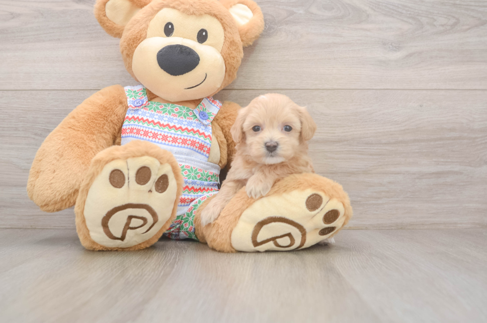 5 week old Maltipoo Puppy For Sale - Premier Pups