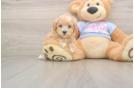 Best Maltipoo Baby