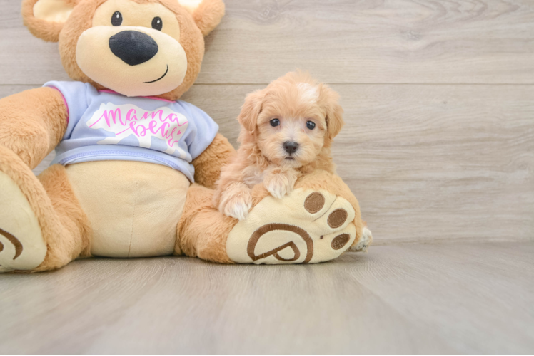 Maltipoo Pup Being Cute